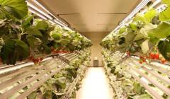 nSmart Farm Factory^I(y)Agronics